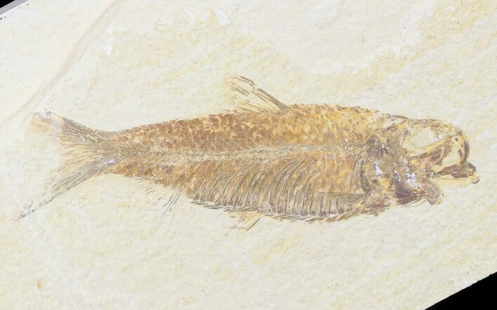 Bargain Knightia Fossil Fish - Wyoming #47891